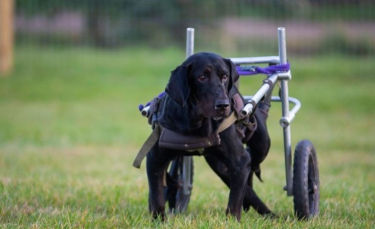 Illustration : "Un geste de générosité permet à une femme d'offrir à son chien paralysé le chariot de ses rêves"