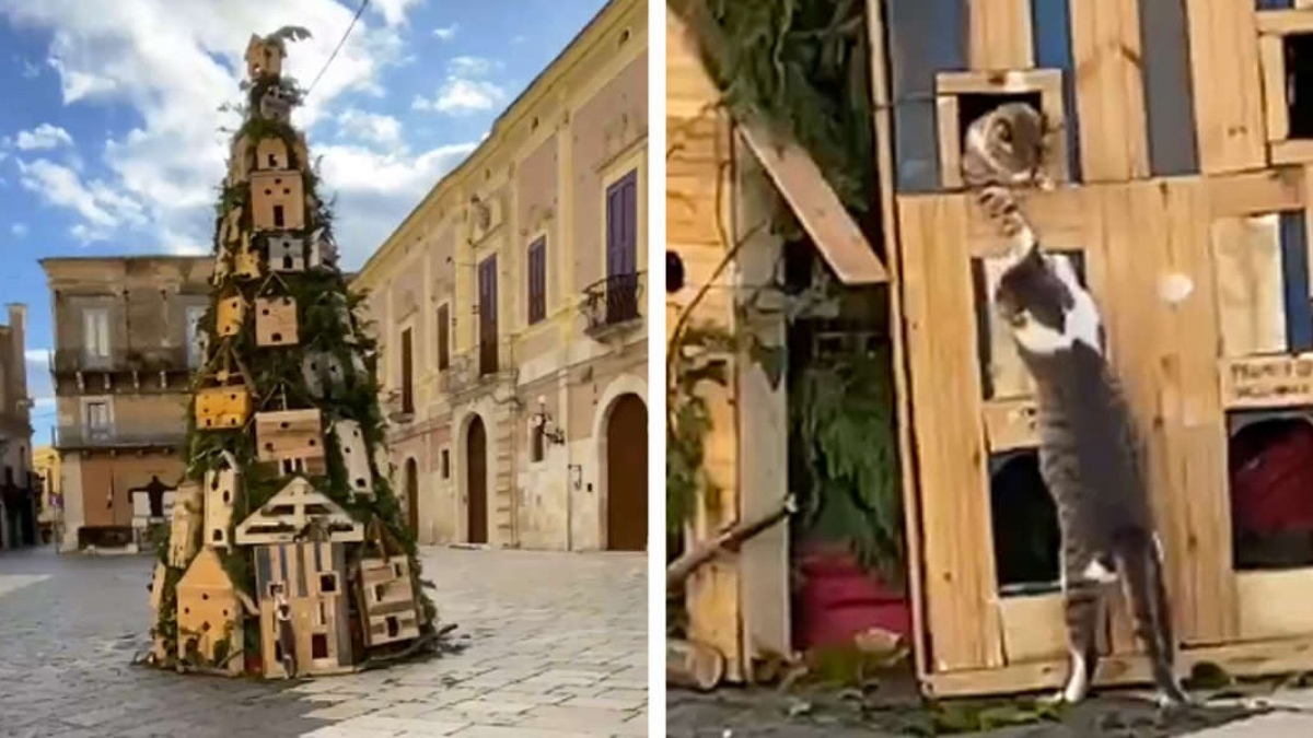 Illustration : "Une bande de félins réquisitionne le sapin de Noël de sa ville pour en faire son arbre à chat ! (Vidéo)"