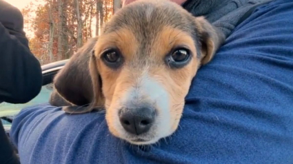 Illustration : Des sénateurs américains veulent sauver des centaines de chiens élevés pour la recherche, l’un d’eux adopte un chiot pour donner l’exemple