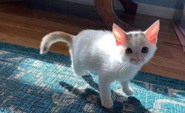 Illustration : "Un chaton à 3 pattes impressionne sa soigneuse par sa ténacité et sa résilience"