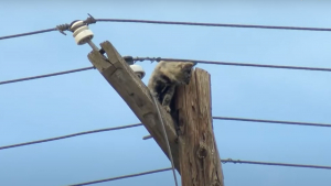 Illustration : Une chatte disparue depuis plusieurs jours retrouvée perchée au sommet d'un poteau électrique