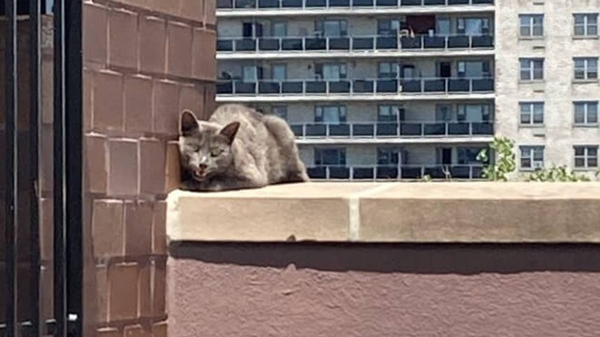 Illustration : "Une chatte malade et abandonnée sur le toit d'un immeuble surmonte les épreuves avec courage"