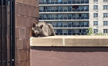 Illustration : "Une chatte malade et abandonnée sur le toit d'un immeuble surmonte les épreuves avec courage"