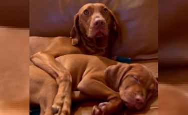 Illustration : "Une chienne ne peut contenir sa joie en rencontrant une version miniature d'elle-même ! (Vidéo) "