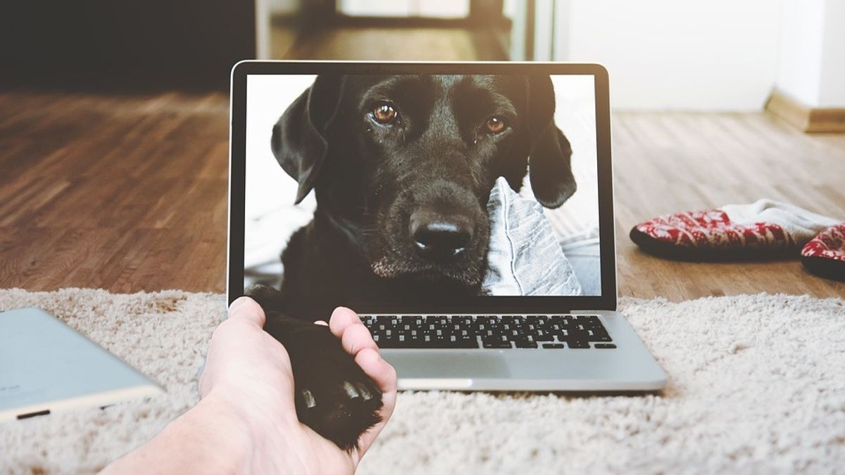 Illustration : "Votre chien peut désormais vous téléphoner avec le 