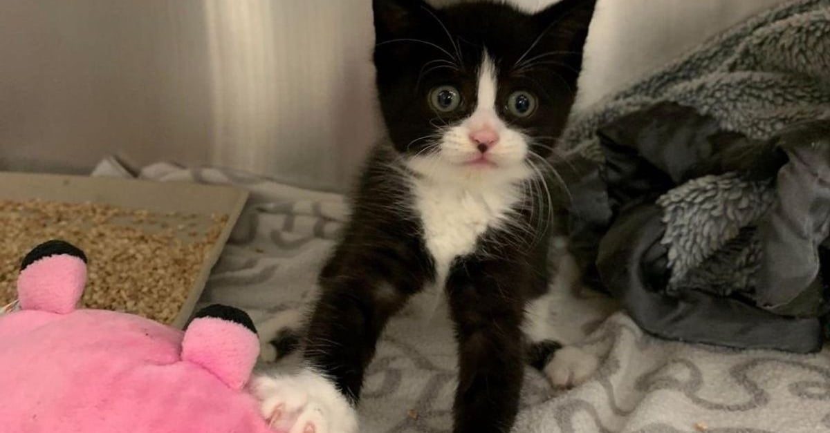 Un Chaton Dont La Tete Tremble A Cause D Une Maladie Neurologique Est En Quete D Une Vie Meilleure
