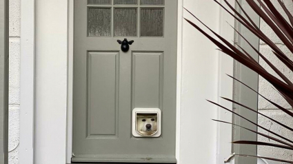 Illustration : Ces 20 photos de chiens amusants vous feront bien plus que sourire !
