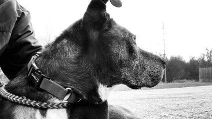 Illustration : Un chien de refuge connaît un nouveau départ grâce au bénévole qui le promenait quotidiennement depuis 5 ans