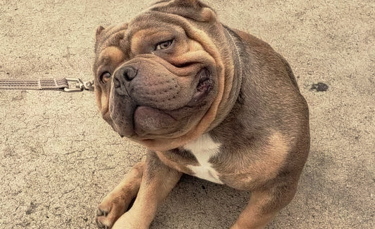 Illustration : "14 photos de chiens et de chats qui n'ont pas fini de nous faire rire !"