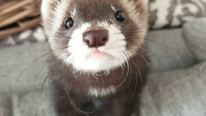 Illustration : "20 photos prouvant que les furets sont des compagnons de vie charmants "