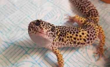 Illustration : "Ces 10 photos démontrent que les animaux à fourrure ne sont pas les seuls à être mignons ! "