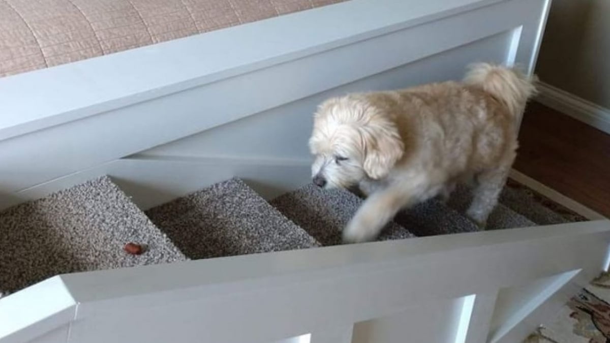 Illustration : "Pour faciliter l'accès au lit à sa chienne âgée de 15 ans, il lui construit un petit escalier"