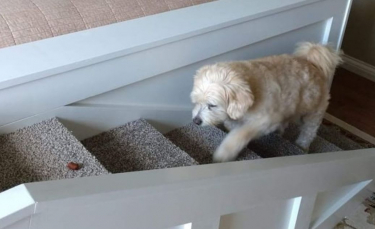 Illustration : "Pour faciliter l'accès au lit à sa chienne âgée de 15 ans, il lui construit un petit escalier"