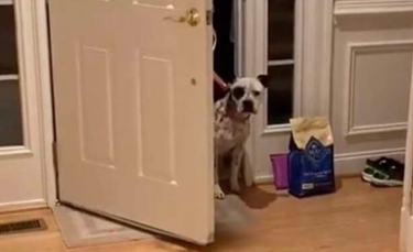 Illustration : "Une chienne timide au passé douloureux trouve le courage d'entrer dans sa première et véritable maison (vidéo)"