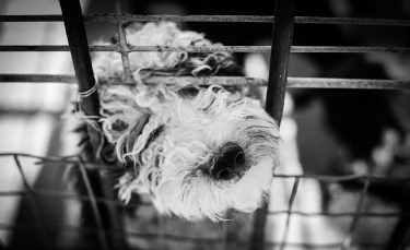 Illustration : "Bientôt la fin des restaurants de viande canine en Corée du Sud ?"