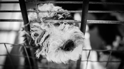 Illustration : Bientôt la fin des restaurants de viande canine en Corée du Sud ?