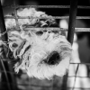Illustration : Bientôt la fin des restaurants de viande canine en Corée du Sud ?