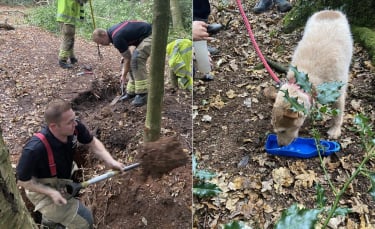 Illustration : "Un chien de 11 ans épileptique bloqué 24 heures dans le trou d'un parc"