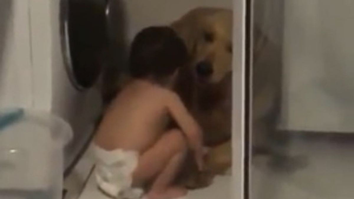 Illustration : "La réaction touchante d'un bambin réconfortant un chien effrayé par l'orage"