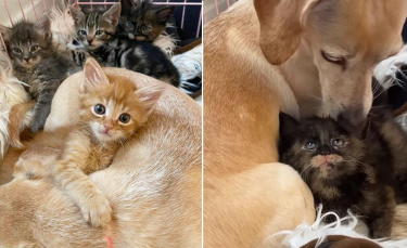 Illustration : "5 chatons orphelins profitent de l'amour maternel d'une chienne qui adore les chats"