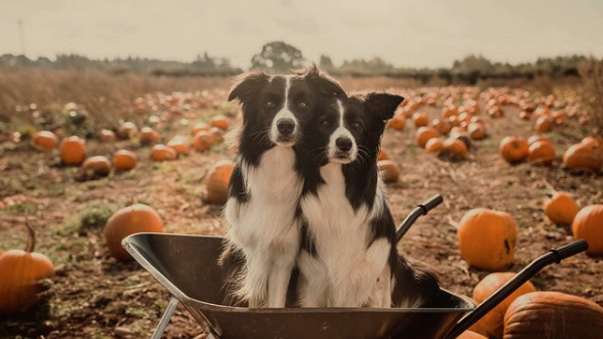 Illustration : "9 photos de chiens à regarder pour se plonger dans une ambiance automnale"