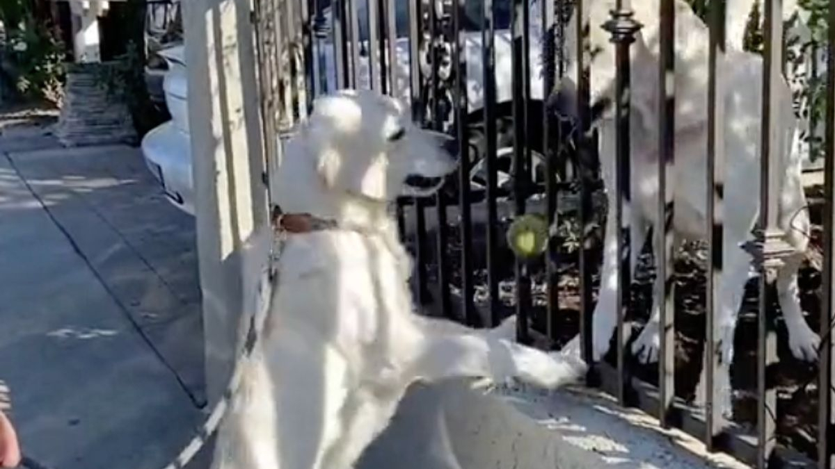 Illustration : "Lors de chaque promenade matinale, cette chienne Golden Retriever reçoit une balle de tennis de la part de son « petit ami » (vidéo)"