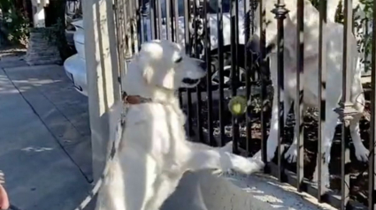 Illustration : Lors de chaque promenade matinale, cette chienne Golden Retriever reçoit une balle de tennis de la part de son « petit ami » (vidéo)
