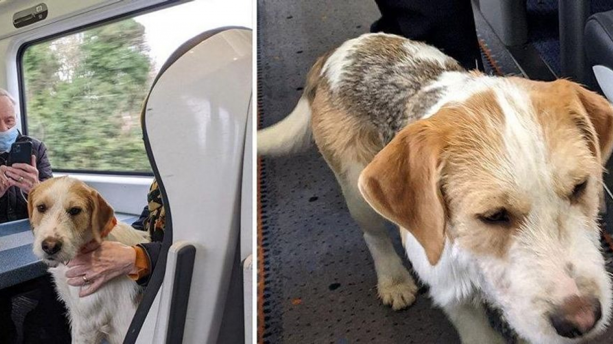 Illustration : "Un chien se faufile dans un train et se lie d'amitié avec les passagers !"