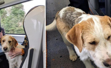 Illustration : "Un chien se faufile dans un train et se lie d'amitié avec les passagers !"