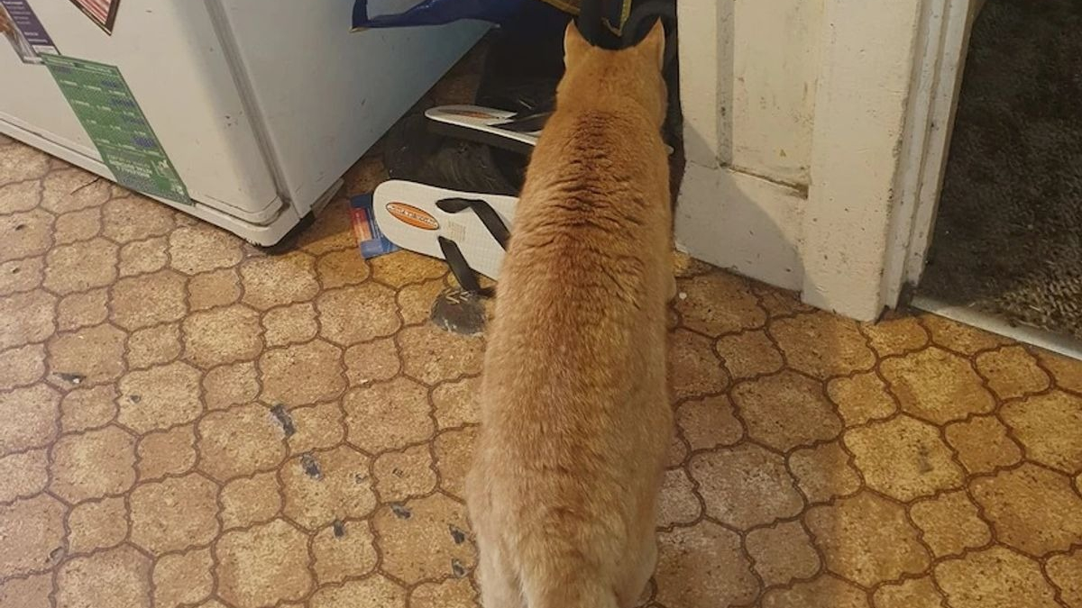 Illustration : "Un chat alerte son maître de la présence d'un serpent mortel dans le sac des courses"