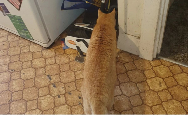Illustration : "Un chat alerte son maître de la présence d'un serpent mortel dans le sac des courses"
