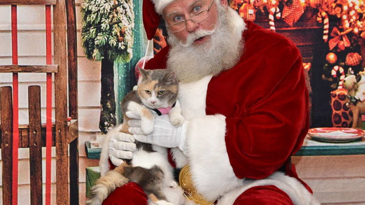 Illustration : "Une chatte rencontre un homme déguisé en Père Noël pour une séance photo, et refuse de le quitter ! (Vidéo)"