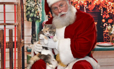 Illustration : "Une chatte rencontre un homme déguisé en Père Noël pour une séance photo, et refuse de le quitter ! (Vidéo)"