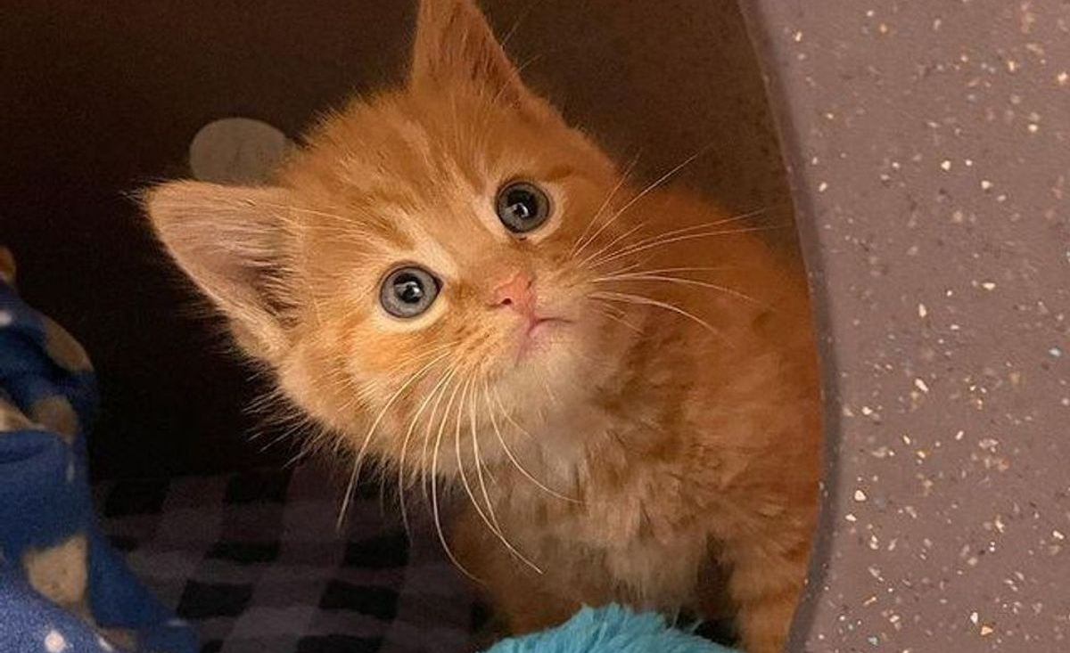 Illustration : "Un chaton qui se cachait sous des couvertures surmonte ses peurs avec l'aide d'une bénévole"