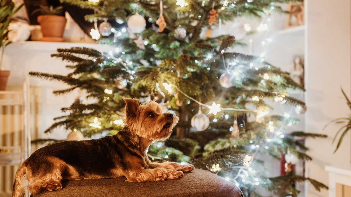Illustration : "10 conseils pour passer les fêtes de fin d'année avec son chien en toute sérénité"