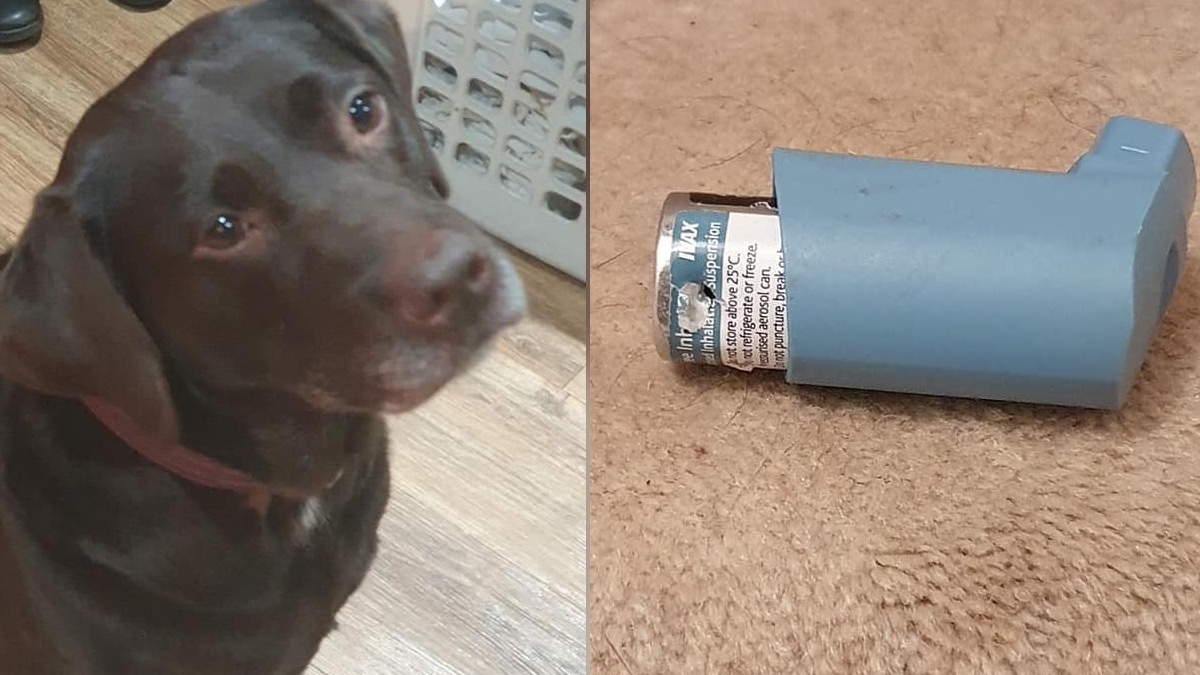 Illustration : "La mésaventure d'un Labrador emmené d'urgence chez le vétérinaire après avoir mâchouillé un inhalateur"