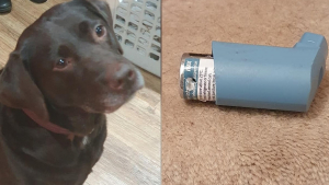 Illustration : La mésaventure d'un Labrador emmené d'urgence chez le vétérinaire après avoir mâchouillé un inhalateur