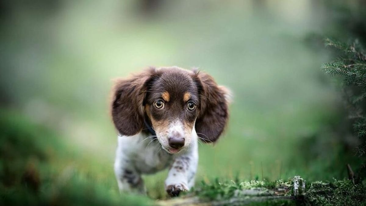 Illustration : "20 chiens qui font de merveilleux modèles photo"