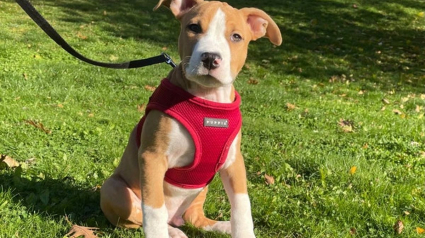 Illustration : 20 photos d'American Staffordshire Terriers et de Pitbulls prêts à recevoir une tonne de câlins