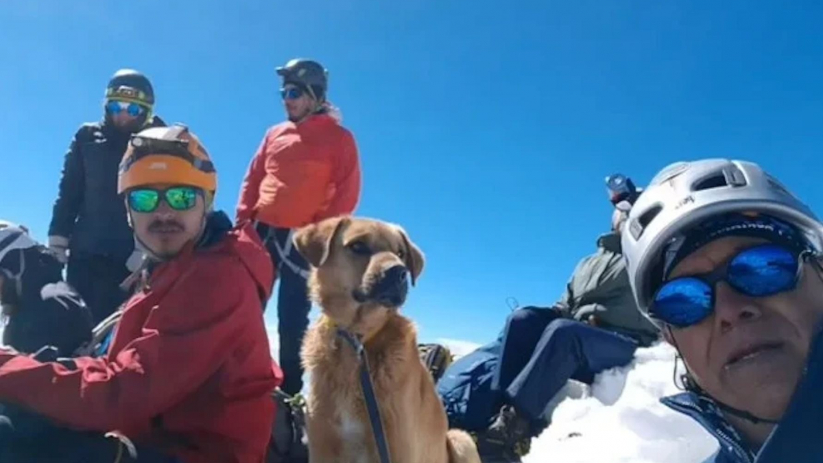Illustration : "En suivant des alpinistes, ce chien perdu à plus de 5 000 mètres d'altitude chemine vers une vie meilleure"
