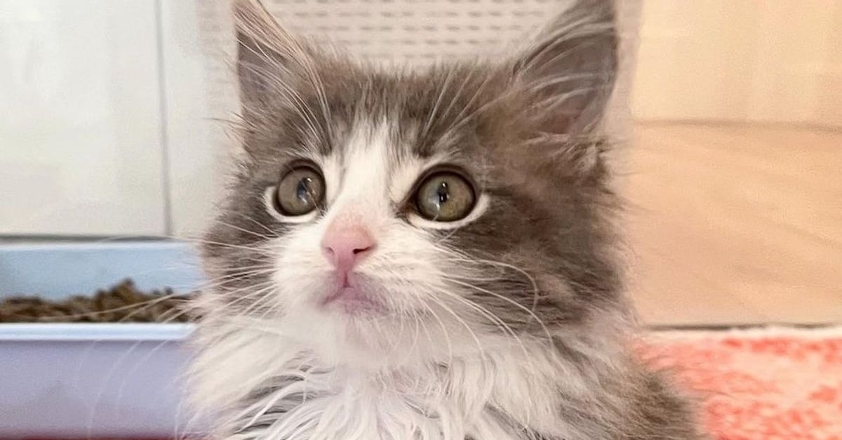 Effraye Par Les Humains Ce Chaton Avec Un Arriere Train Paralyse A Commence A Ronronner Lorsqu Il S Est Senti En Securite