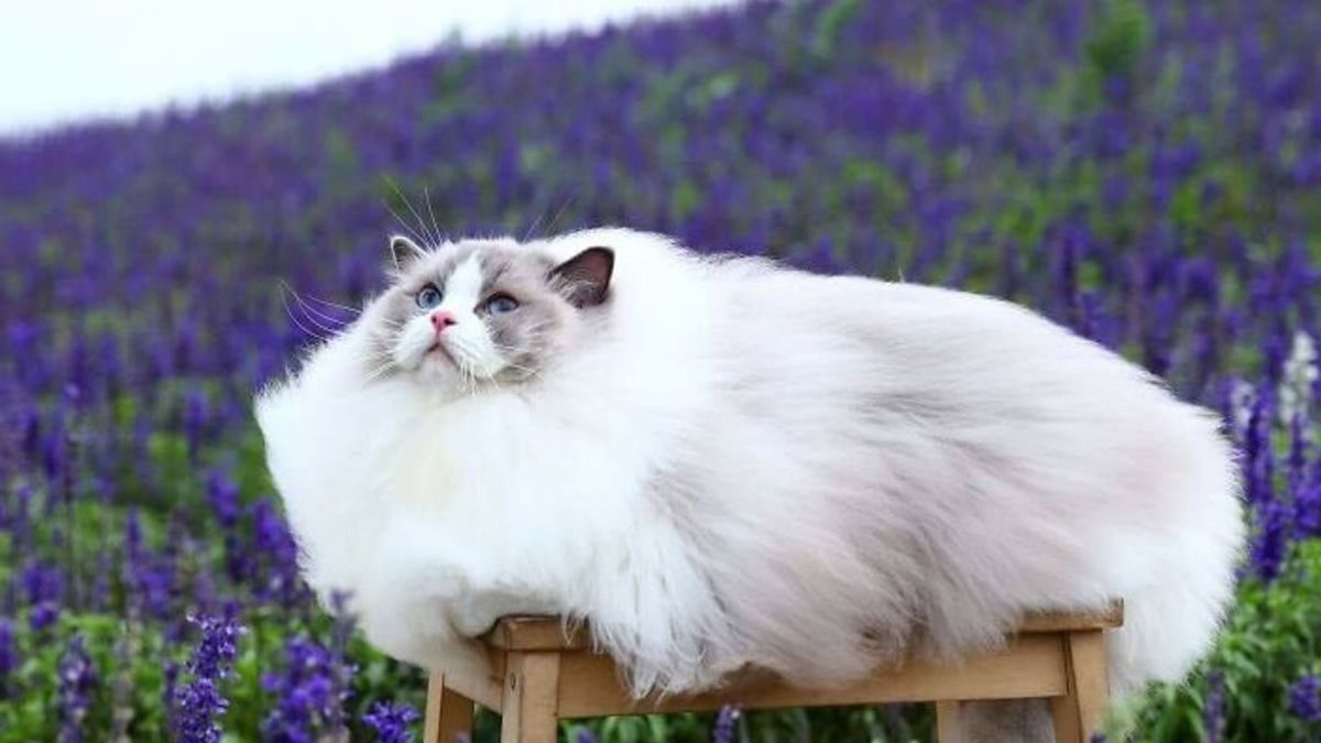 Illustration : "20 photos de chats aux fourrures les plus duveteuses de tous les temps"