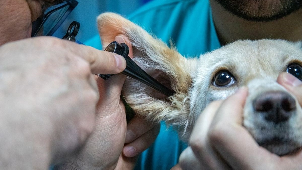 Illustration : "PayVet et Vetolib, 2 nouveaux services de paiement et de rendez-vous vétérinaires lancés par la Compagnie des Animaux"