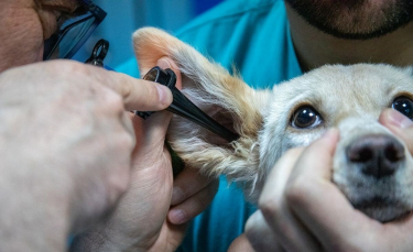 Illustration : "PayVet et Vetolib, 2 nouveaux services de paiement et de rendez-vous vétérinaires lancés par la Compagnie des Animaux"