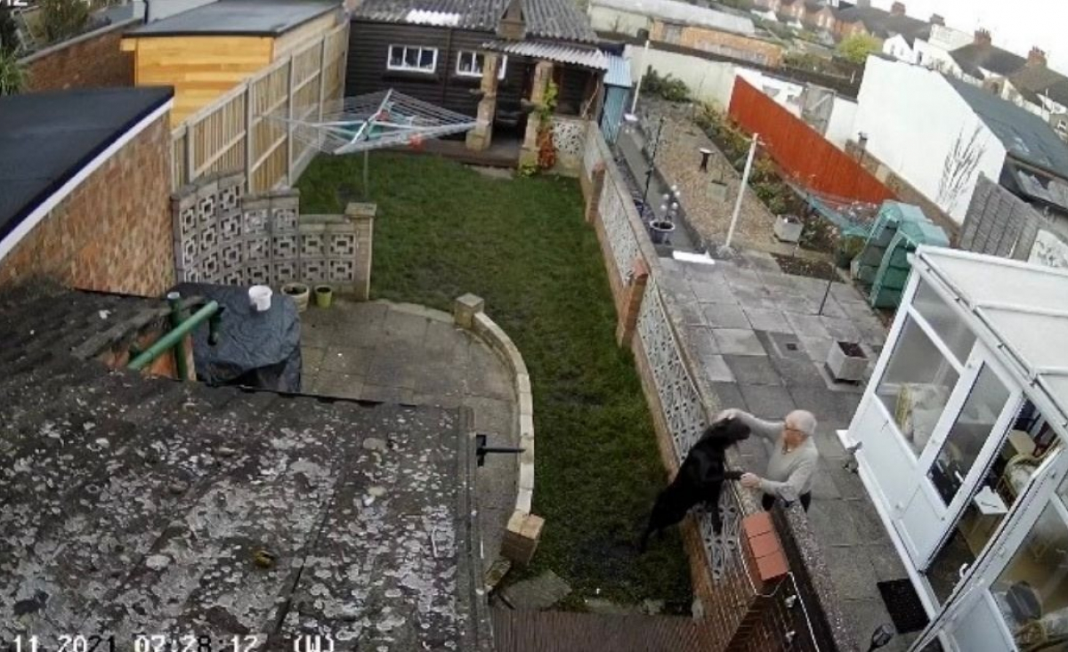 Illustration : "Une caméra de surveillance capture le rendez-vous touchant entre un Labrador et son voisin âgé"
