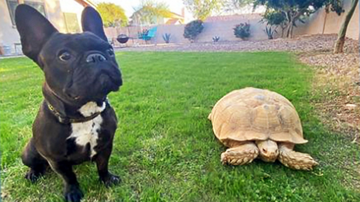 Illustration : "Un Bouledogue Français disparaît soudainement. Ses propriétaires le retrouvent piégé dans le terrier de leur tortue et appellent les pompiers !"