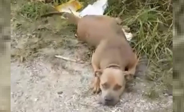 Illustration : "Elle aperçoit une chienne mal en point allongée sur le bord de la route et se précipite pour la sauver"
