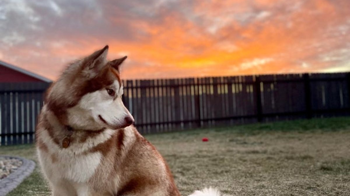 Illustration : "20 photos de Malamutes de l'Alaska, dont l'affection et la loyauté en font des compagnons de vie agréables"