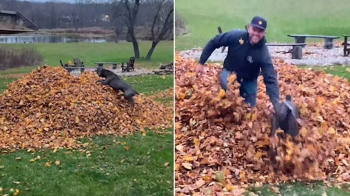 Illustration : "Un Cane Corso courageux et espiègle plonge dans un tas de feuilles mortes pour localiser son propriétaire disparu ! (Vidéo)"
