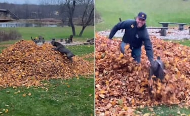 Illustration : "Un Cane Corso courageux et espiègle plonge dans un tas de feuilles mortes pour localiser son propriétaire disparu ! (Vidéo)"